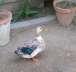 Beautiful n healthy duck  - Lahore Birds