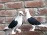 Parmose kabootar  - Lahore Birds