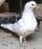 Sharze pigeon female  - Lahore Birds