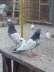 Pigeon Ferozpuri and Dubwaly  - Lahore Birds