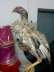 Quality aseel hen  - Lahore Birds