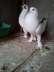 Fancy Pigeons breeder  - Lahore Birds