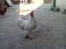 Bantum white Hens  - Lahore Birds