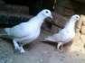 Fance pigeon female  - Lahore Birds