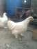 White Bantam available - Lahore Birds