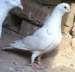 Sharze pigeon female  - Lahore Birds