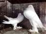 White Potter...  - Lahore Birds