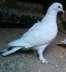 Sharze pigeon female  - Lahore Birds