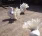 Holland Fantail Pigeons  - Lahore Birds