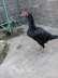 Aseel like black hen  - Lahore Birds