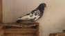 Pigeons for sale.  - Karachi Birds
