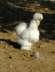 Beautiful Silkie Chicks  - Karachi Birds