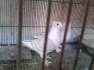Birds Sattinet breeder pair  - Karachi Birds