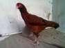 Pure aseel punjab breed  - Karachi Birds