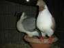 Pigeon Stresser  - Karachi Birds