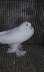 Great Pigeons Available  - Karachi Birds