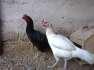 Aseel Mianwali Hens  - Karachi Birds