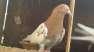Lalsiray, 35 walay, khatang and other good breeds - Karachi Birds