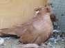 Bukhara pigeons  - Karachi Birds