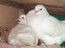 Pair king pigeons  - Karachi Birds
