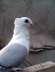 Santinet Pigeons  - Karachi Birds