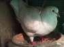 A pair king pigeons  - Karachi Birds