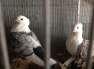 Saitenet breeding pair  - Karachi Birds