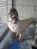 Lal sira pigeon  - Karachi Birds