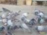 Pigeon pigeons gola  - Karachi Birds