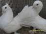 Laka pair White  - Karachi Birds