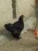 Heavy breeder black buff  - Islamabad Birds
