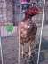 Hen for sell in kahuta  - Islamabad Birds