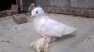 FANCY PIGEONS Bokhara Trumpeter  - Islamabad Birds