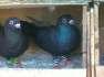 Egyptian swift pigeons  - Islamabad Birds