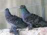 Black frill pigeons  - Islamabad Birds