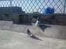 Homer Pigeon chicks Pair  - Islamabad Birds