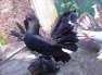 Black amercan laka pigeon pair  - Islamabad Birds