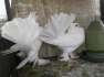 Orignal white laka pigeons  - Islamabad Birds