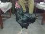 Aseel black Mushka patha  - Islamabad Birds