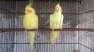 Yellow Cocktail  - Islamabad Birds