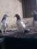 High performer pairs golden kamanger teddy and hera laal birds granted  - Islamabad Birds