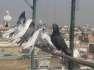 Breeder pigeons  - Islamabad Birds