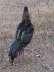 Theekar aseel patha in very good condition  - Islamabad Birds