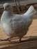 Show King Pigeons Breading Pairs (Modena) (Duck Shape)  - Islamabad Birds