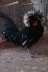 Quality Black Polish Males  - Islamabad Birds