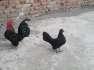 Fancy hens.english game  - Abbottabad Birds