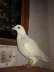 Grezar extermely pure male  - Peshawar Birds