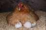 Krok (Broody) Hen Needed  - Peshawar Birds