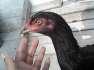 Black queen aseel hen  - Peshawar Birds