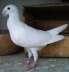 Peshawar fancy pigeon  - Peshawar Birds